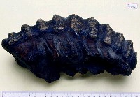 藏品(象臼齒(模))的圖片